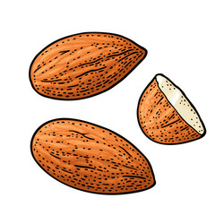 two whole almonds nuts without shell color vector