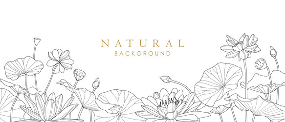 Lotus Line Art Background Vector Image