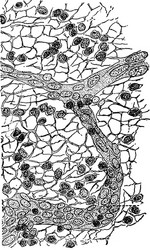 connective tissue from a lymphatic gland vintage vector