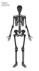 Human skeleton Royalty Free Vector Image - VectorStock