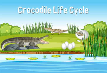 Scene with crocodie life cycle vector