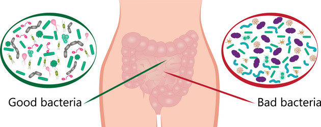 Intestinal bacteria flora good and bad vector