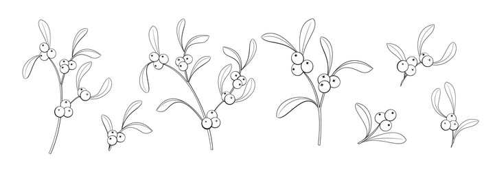 set of different branches mistletoe flowers vector