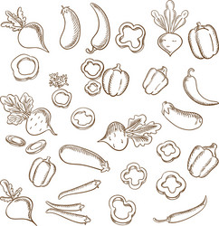 sketch of fresh farm vegetarian vegetables vector