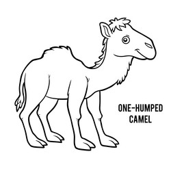 Coloring book one-humped camel vector