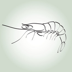 Shrimp in minimal line style vector