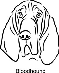 Elegant Bloodhound Portrait - Dog Art vector
