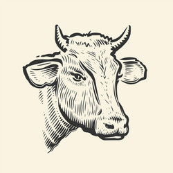 cow head hand drawn sketch in a graphic style Vector Image