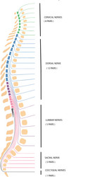 dorsal backbone human vertebral column vector