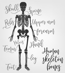 Human skeleton bones Royalty Free Vector Image