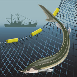 sturgeon fish and marine nets vector