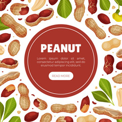 peanut natural banner design with kernel shell vector image