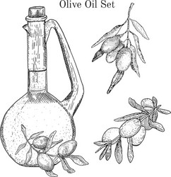 Ink hand drawn olive oil set vector