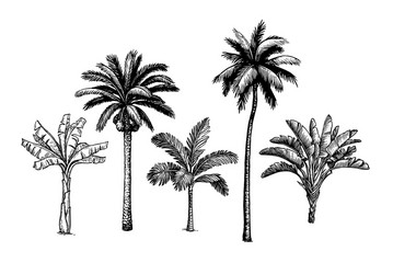 palm tree set vector