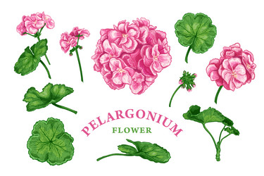 pelargonium flower set sketch color Vector Image