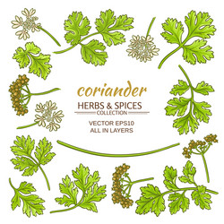 Coriander hand drawn set Royalty Free Vector Image