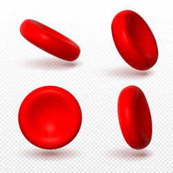 Red blood cells or erythrocytes vector