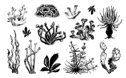 Collection of hand drawn ocean plants and coral vector