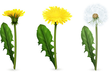 dandelion in different stages of flowering set vector