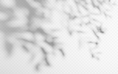 shadow overlay from a tree branch isolated vector image