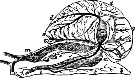 snail anatomy vintage vector