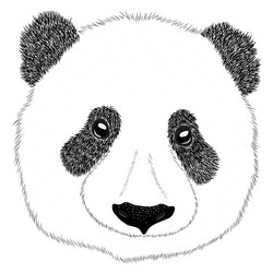 panda animal cute face asian bear head vector