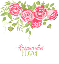 Pink Ranunculus Flower Vector Image