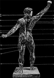 Back view of the parts human body labeled Vector Image