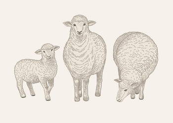 Cute jumping sheep set farm animals Royalty Free Vector