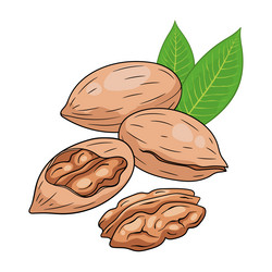 pecan nuts in shell and cracked with nut inside vector image