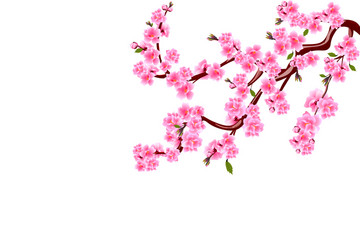 Sakura Cherry Blossoms Vector Image