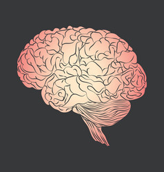 Brain vector