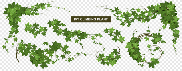 Ivy border seamless composition Royalty Free Vector Image