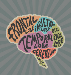 Parts of the human brain vector