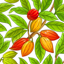 cocoa branches pattern on white background vector image