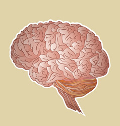 Human brain vector