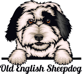 old english sheepdog - color peeking dogs breed vector