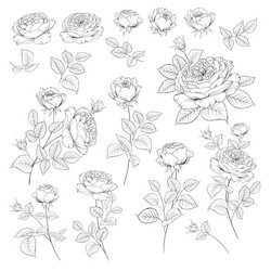 Rose Bud Collection - Floral Elements Vector Image