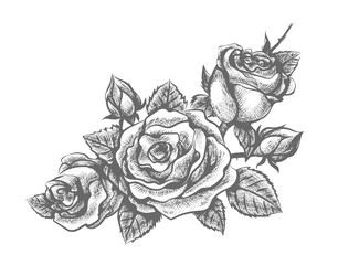 ornamental engraving rose Vector Image