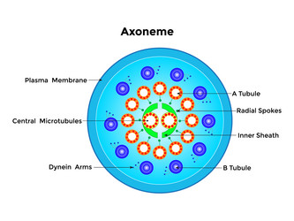 Axoneme Structure and Function vector image
