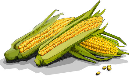 Cartoon Corn Fruit Clip Art Royalty Free Vector Image