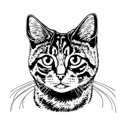 cat face sketch vector