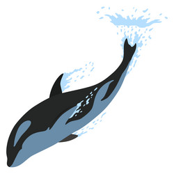 Orca animation in water cartoon animal design Vector Image