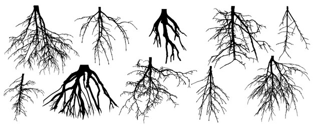 roots different trees set rootage vector image