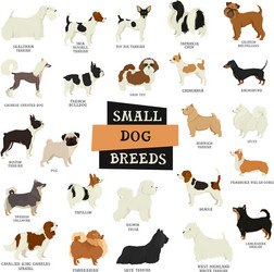 Dog breeds head set Royalty Free Vector Image - VectorStock