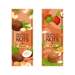 nut nutshell of hazelnut walnut and almond nuts vector