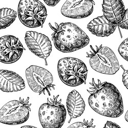 Bergamot seamless pattern drawing isolated Vector Image