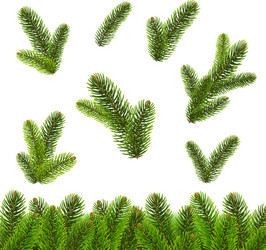 Winter fir tree green branches isolated on white Vector Image