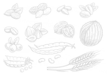 nuts grain chalk sketch icons on blackboard vector image