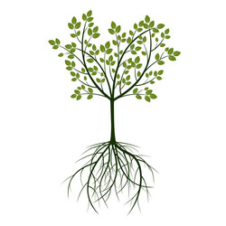 green tree and roots vector